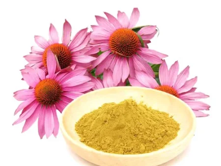 Echinacea Purpurea Extract (Coneflower)