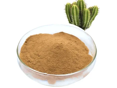 Hoodia gordonii Extract (African Hodia)